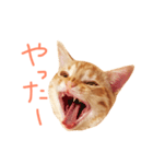 ウチネコ いくら（個別スタンプ：15）