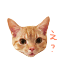 ウチネコ いくら（個別スタンプ：16）