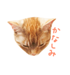 ウチネコ いくら（個別スタンプ：17）