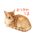 ウチネコ いくら（個別スタンプ：19）