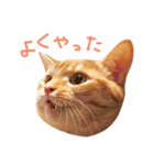 ウチネコ いくら（個別スタンプ：22）