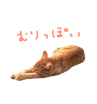 ウチネコ いくら（個別スタンプ：23）