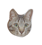 猫のぎんじろう（個別スタンプ：1）