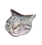猫のぎんじろう（個別スタンプ：2）