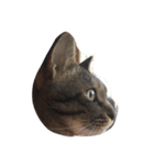 猫のぎんじろう（個別スタンプ：5）