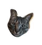 猫のぎんじろう（個別スタンプ：6）