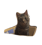 猫のぎんじろう（個別スタンプ：7）