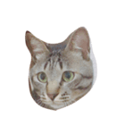 猫のぎんじろう（個別スタンプ：8）