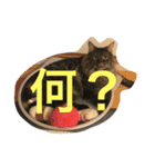 ノル君✖︎ブブさん（個別スタンプ：1）