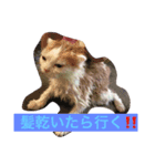 ノル君✖︎ブブさん（個別スタンプ：6）