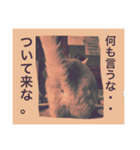 デブ猫なら助（個別スタンプ：1）