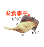 デブ猫なら助（個別スタンプ：2）