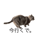 デブ猫なら助（個別スタンプ：3）
