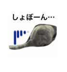 デブ猫なら助（個別スタンプ：5）