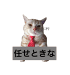 デブ猫なら助（個別スタンプ：7）