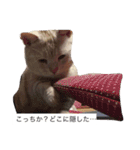 デブ猫なら助（個別スタンプ：8）