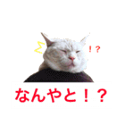 デブ猫なら助（個別スタンプ：9）