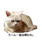 デブ猫なら助（個別スタンプ：11）