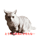 デブ猫なら助（個別スタンプ：12）