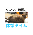 デブ猫なら助（個別スタンプ：14）