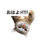 デブ猫なら助（個別スタンプ：16）