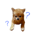 チワワのあいちゃん1（個別スタンプ：3）