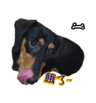 Sausage dog 02（個別スタンプ：4）