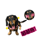 Sausage dog 02（個別スタンプ：5）