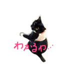 ここにゃんだよ3（個別スタンプ：7）