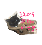 ここにゃんだよ3（個別スタンプ：21）