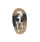 犬の気持ちがわかるかな？（個別スタンプ：5）