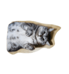 脱力感ある猫（個別スタンプ：25）