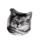 だらけた猫（個別スタンプ：9）
