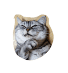 だらけた猫（個別スタンプ：11）