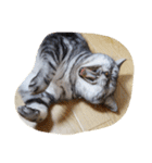 だらけた猫（個別スタンプ：12）