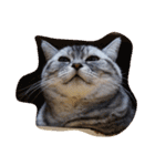 だらけた猫（個別スタンプ：13）