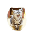 だらけた猫（個別スタンプ：15）