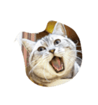 だらけた猫（個別スタンプ：17）