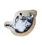だらけた猫（個別スタンプ：18）
