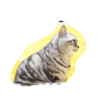 だらけた猫（個別スタンプ：19）