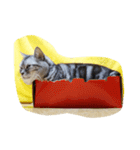だらけた猫（個別スタンプ：20）