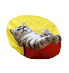 だらけた猫（個別スタンプ：23）