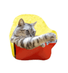 だらけた猫（個別スタンプ：24）