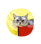 だらけた猫（個別スタンプ：25）