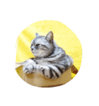 だらけた猫（個別スタンプ：26）