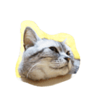 だらけた猫（個別スタンプ：27）