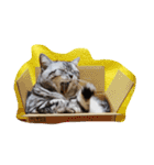 だらけた猫（個別スタンプ：28）