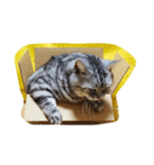 だらけた猫（個別スタンプ：29）