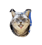 だらけた猫（個別スタンプ：30）