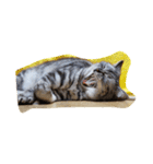 だらけた猫（個別スタンプ：32）